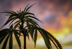 Photo marijuana, joint