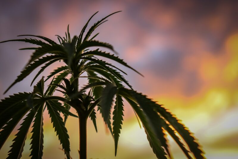 Exploring the Benefits of 3.5 Weed