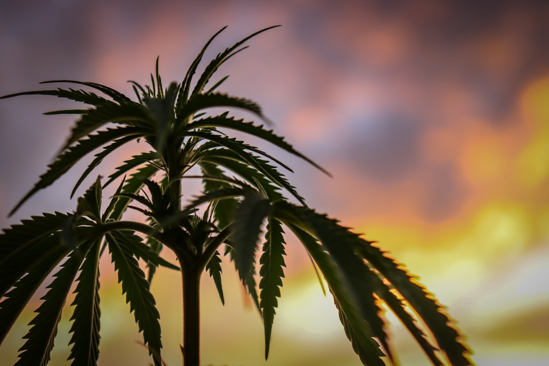 Photo marijuana, joint