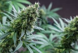 Photo marijuana plant
