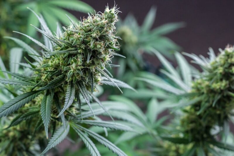 Exploring the Benefits of 3.5 Weed: A Comprehensive Guide
